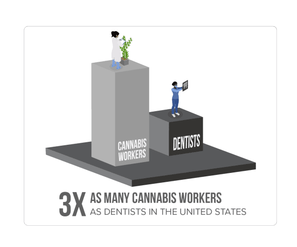 Chart showing 3x cannabis workers to dental professionals